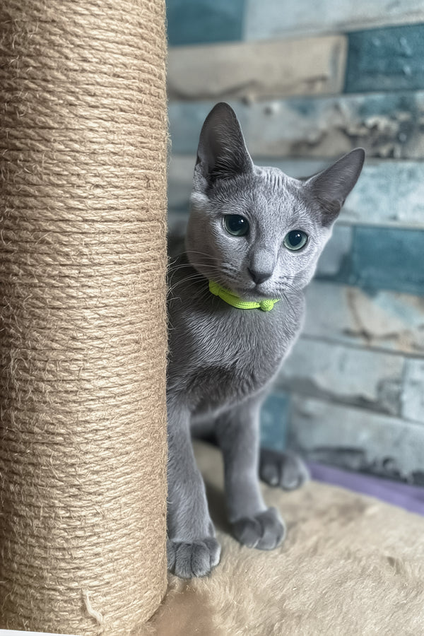 Lika | Russian Blue Kitten