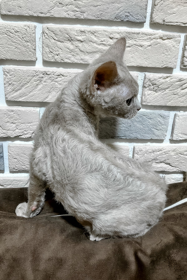 Liliya | Devon Rex Kitten