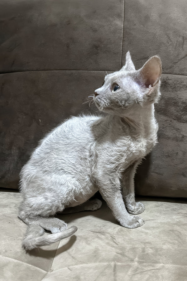 Liliya | Devon Rex Kitten