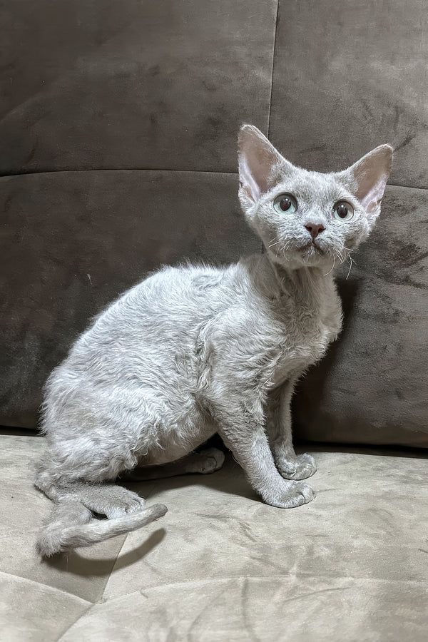 Liliya | Devon Rex Kitten