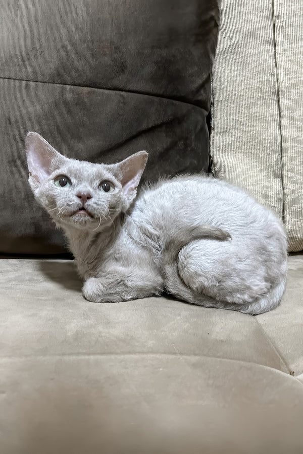 Liliya | Devon Rex Kitten