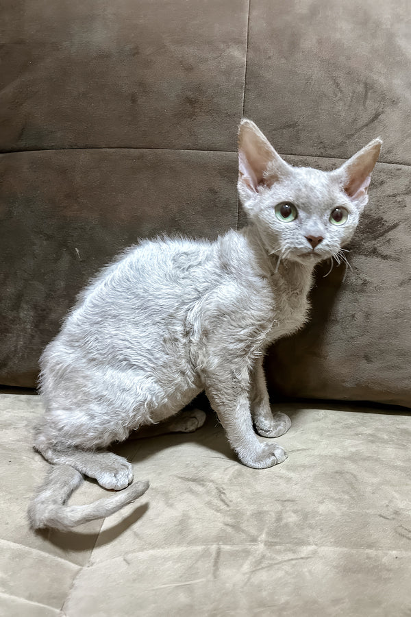 Liliya | Devon Rex Kitten