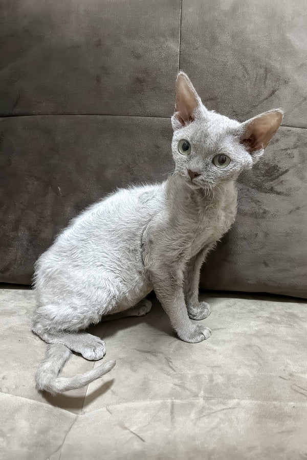 Liliya | Devon Rex Kitten