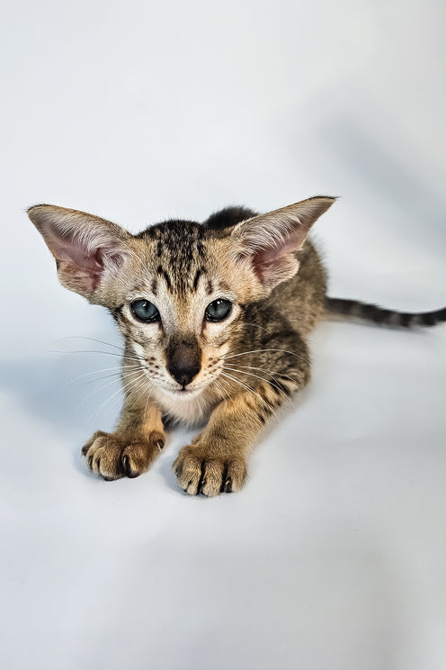 Lolly | Oriental Shorthair Kitten