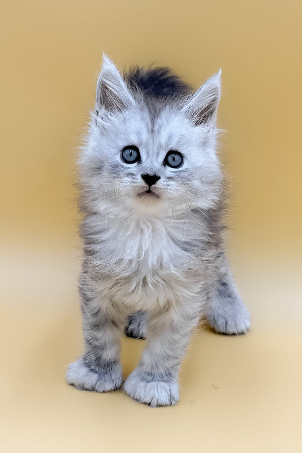 Lotus | Polydactyl Maine Coon Kitten