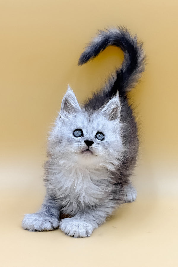 Lotus | Polydactyl Maine Coon Kitten