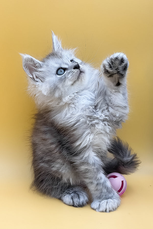 Lotus | Polydactyl Maine Coon Kitten