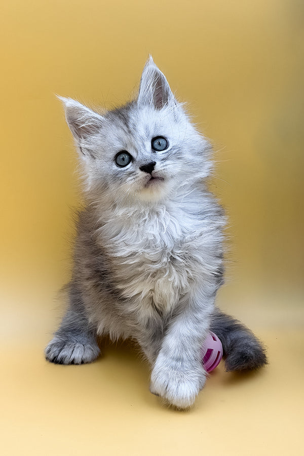 Lotus | Polydactyl Maine Coon Kitten