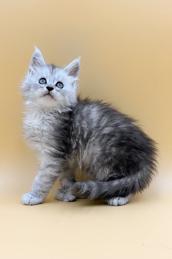 Lotus | Polydactyl Maine Coon Kitten