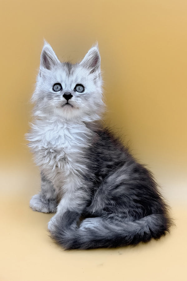 Lotus | Polydactyl Maine Coon Kitten
