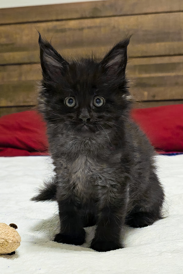 Lotus | Maine Coon Kitten