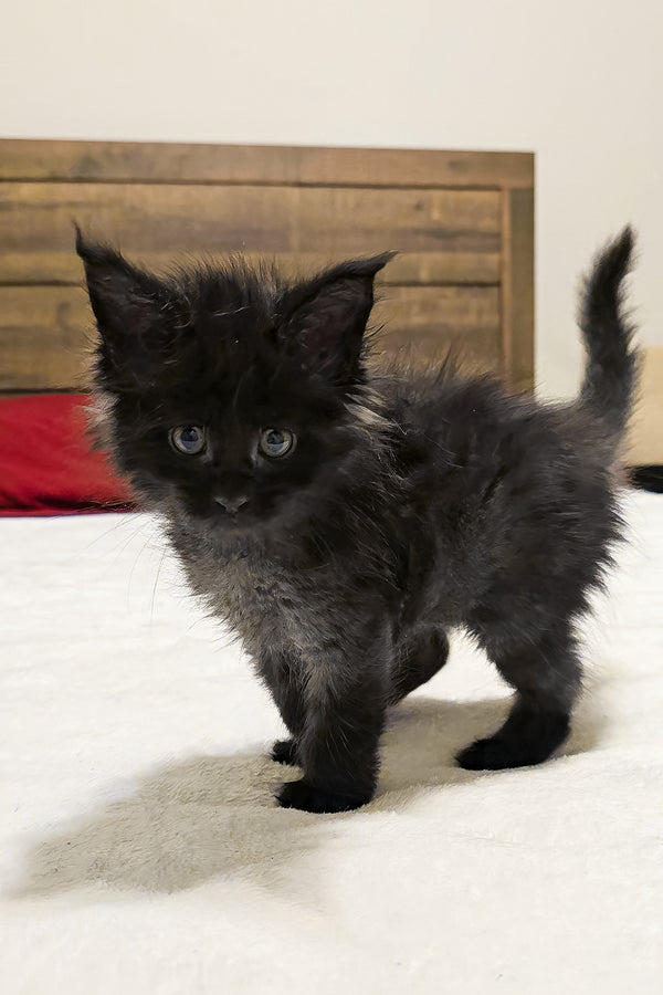 Lotus | Maine Coon Kitten