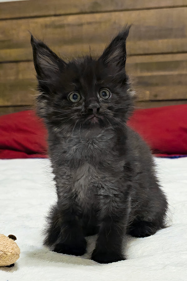 Lotus | Maine Coon Kitten