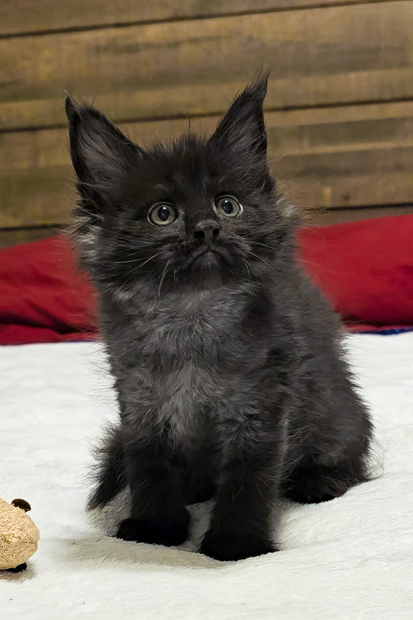 Lotus | Maine Coon Kitten