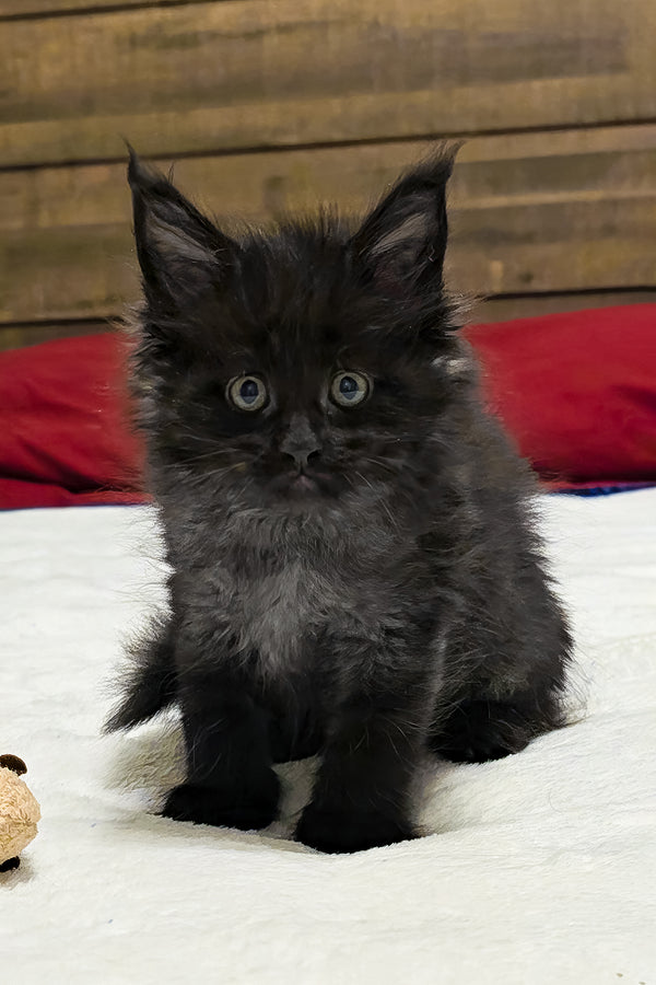 Lotus | Maine Coon Kitten