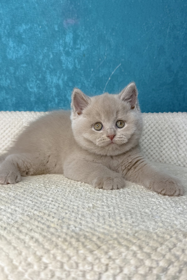 Lucas | British Shorthair Kitten