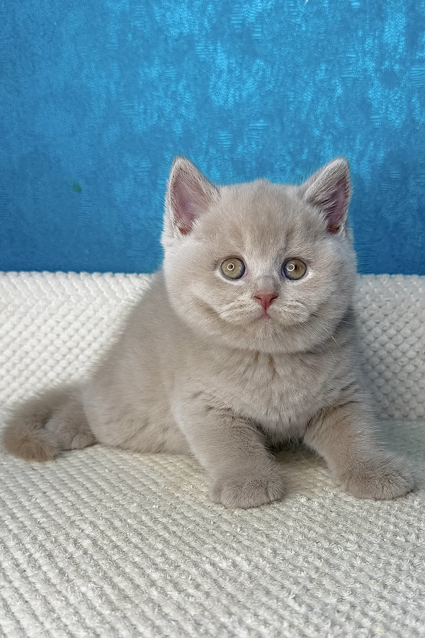 Lucas | British Shorthair Kitten