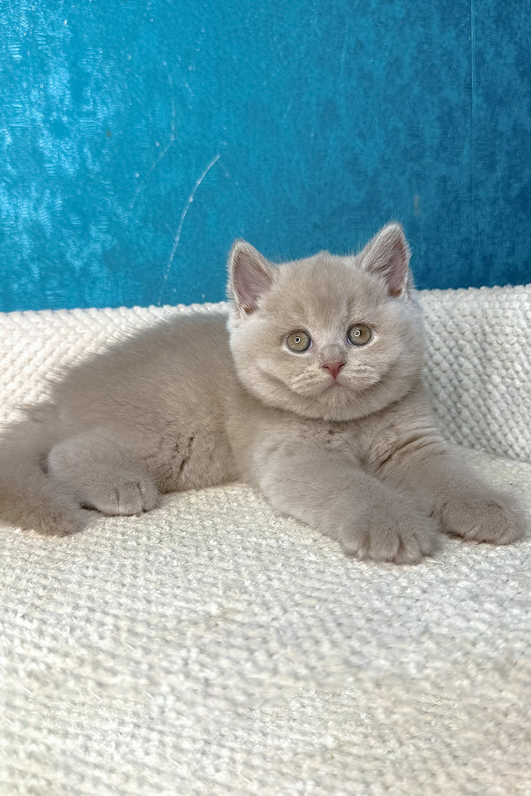 Lucas | British Shorthair Kitten