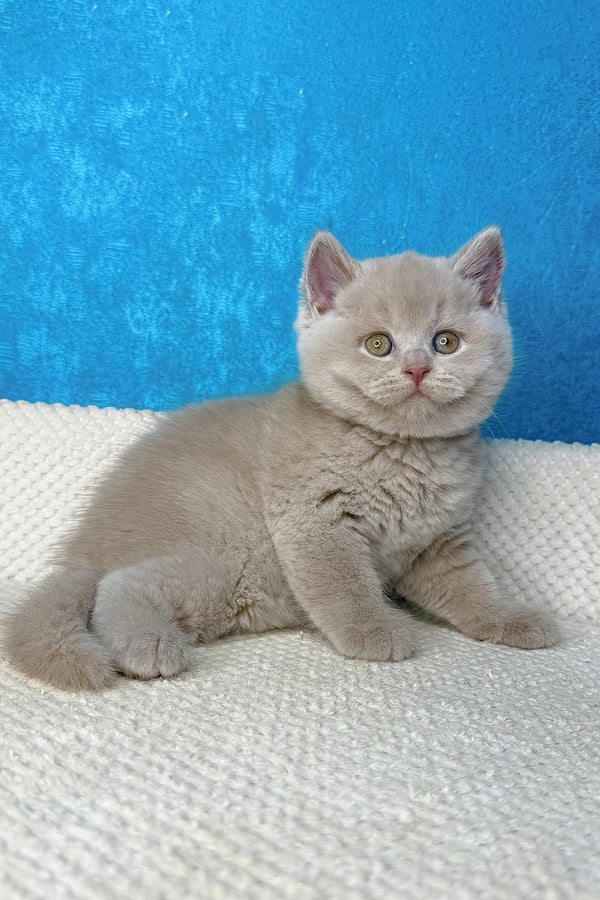 Lucas | British Shorthair Kitten