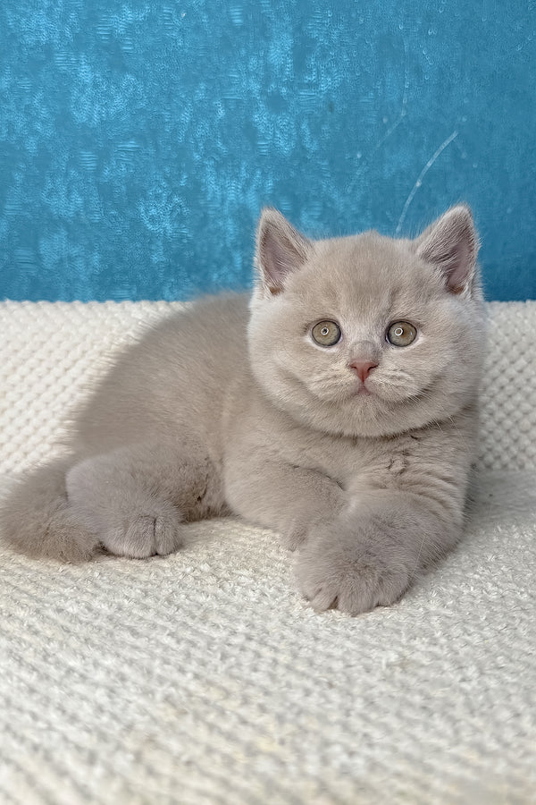Lucas | British Shorthair Kitten