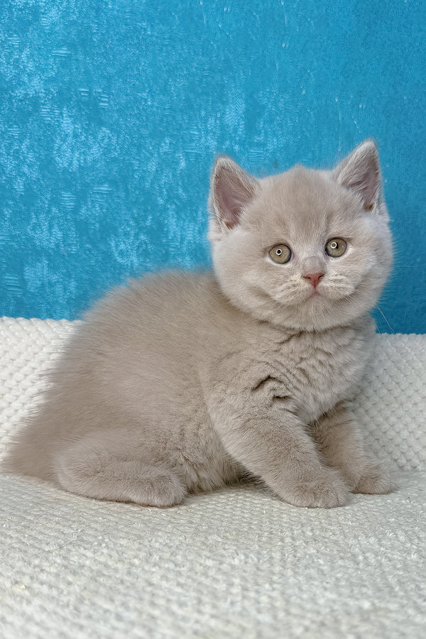 Lucas | British Shorthair Kitten