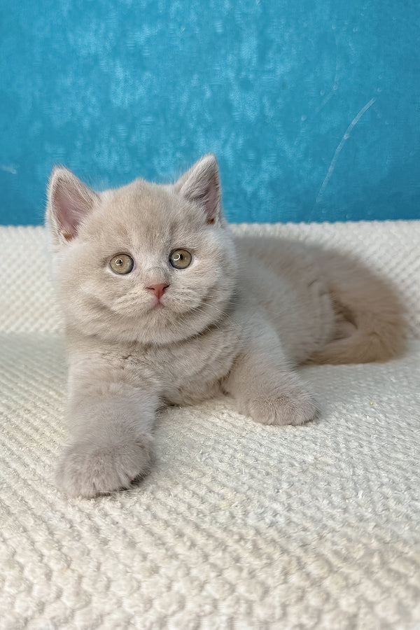 Lucas | British Shorthair Kitten