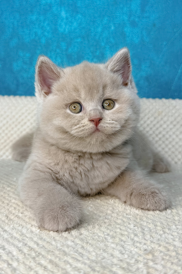 Lucas | British Shorthair Kitten