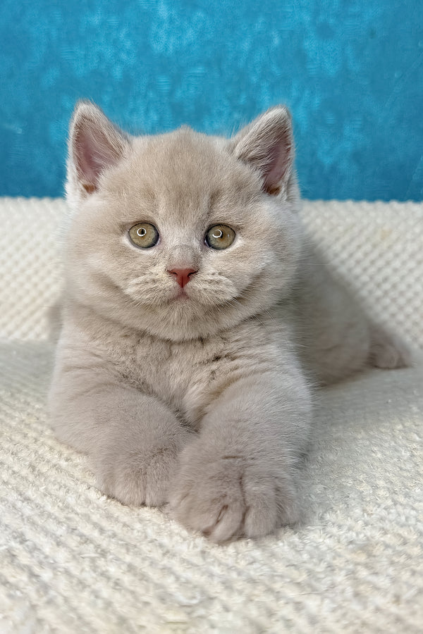 Lucas | British Shorthair Kitten