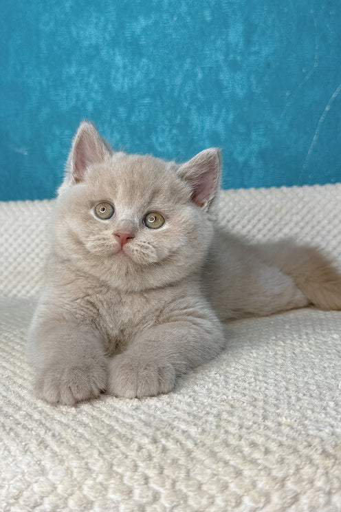 Lucas | British Shorthair Kitten
