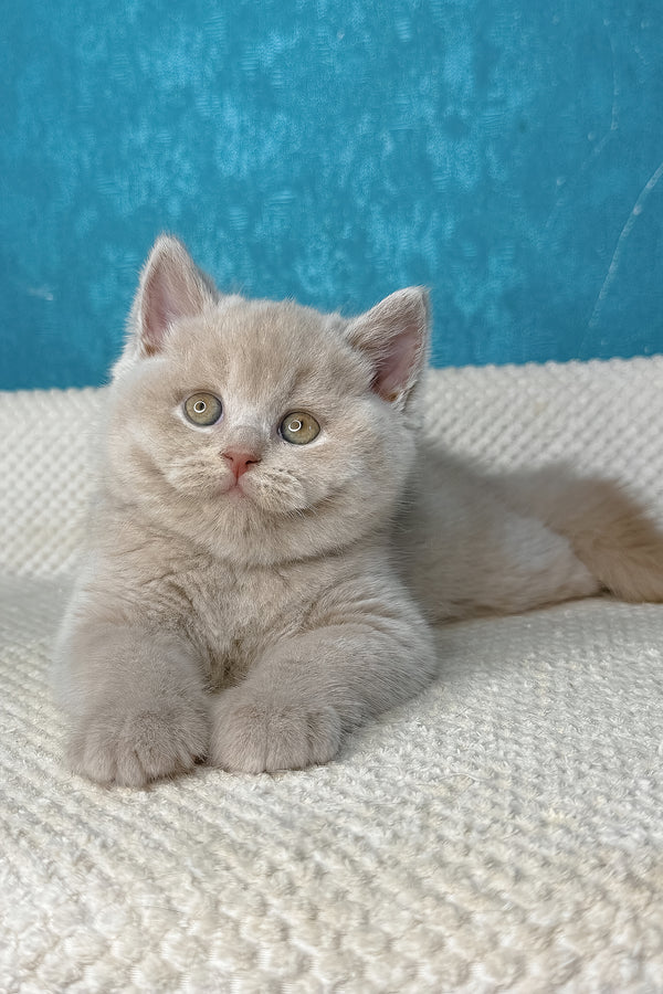 Lucas | British Shorthair Kitten