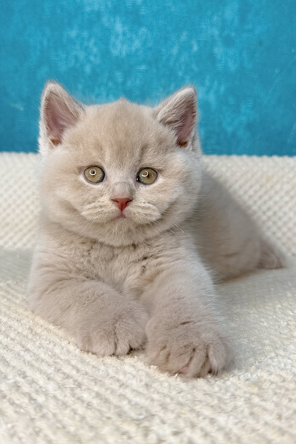 Lucas | British Shorthair Kitten