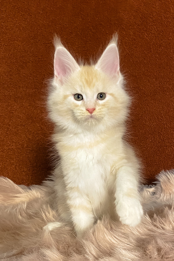 Lucky | Maine Coon Kitten