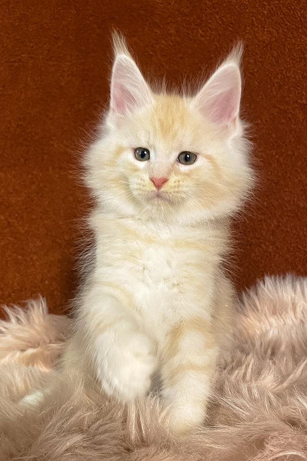 Lucky | Maine Coon Kitten