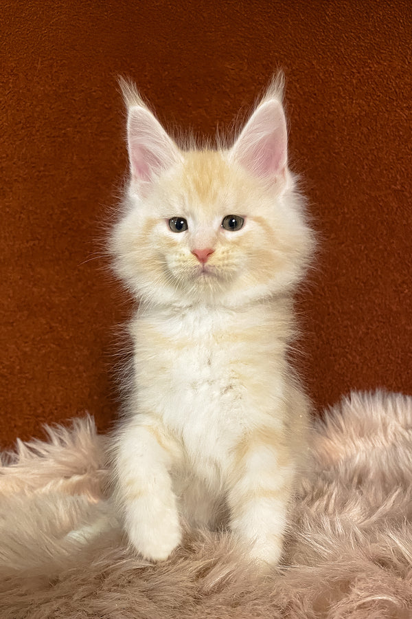 Lucky | Maine Coon Kitten