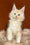 Lucky | Maine Coon Kitten