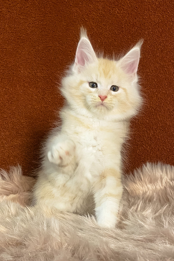 Lucky | Maine Coon Kitten