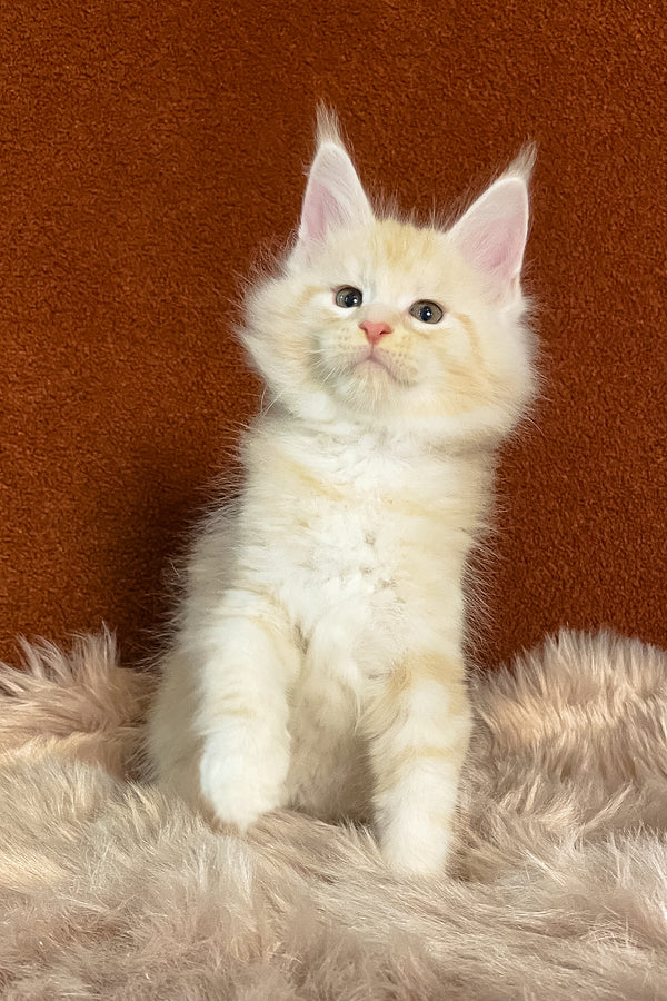 Lucky | Maine Coon Kitten