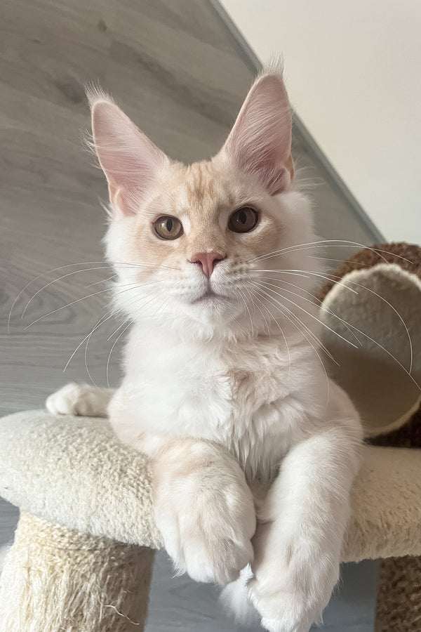 Luntik | Maine Coon Kitten