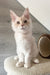 Luntik | Maine Coon Kitten