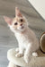 Luntik | Maine Coon Kitten