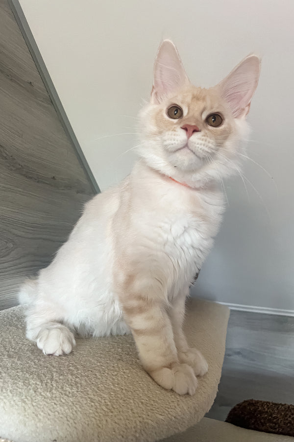 Luntik | Maine Coon Kitten