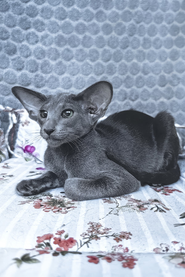 Lamar | Oriental Shorthair Kitten