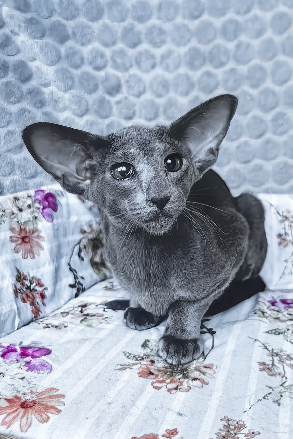 Lamar | Oriental Shorthair Kitten