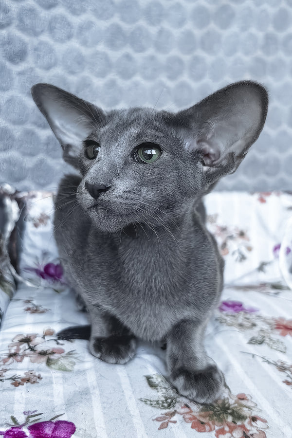Lamar | Oriental Shorthair Kitten