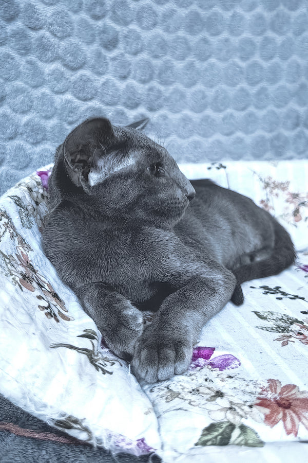 Lamar | Oriental Shorthair Kitten