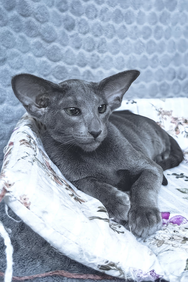 Lamar | Oriental Shorthair Kitten