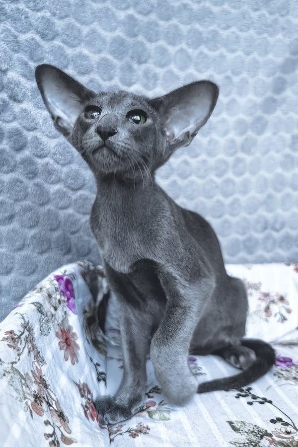 Lamar | Oriental Shorthair Kitten