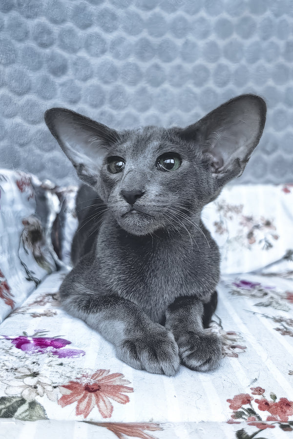Lamar | Oriental Shorthair Kitten