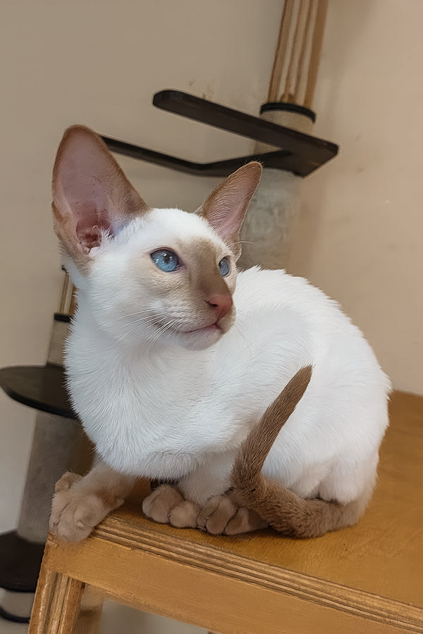 Martin | Oriental Shorthair Kitten