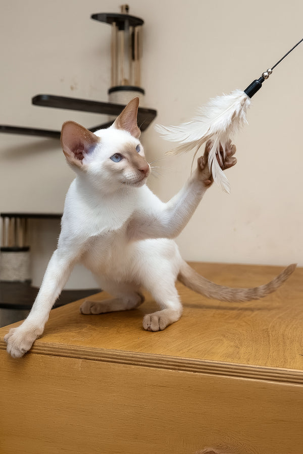 Martin | Oriental Shorthair Kitten